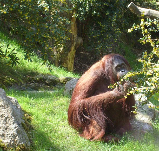 Orang-Utan im Wuppertaler Zoo im April 2008