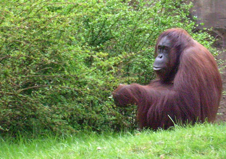 Orang-Utan im Zoologischen Garten Wuppertal im April 2008