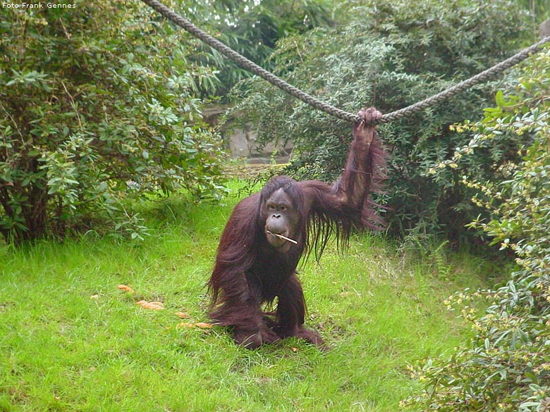 Orang-Utan im Zoo Wuppertal im Mai 2008 (Foto Frank Gennes)