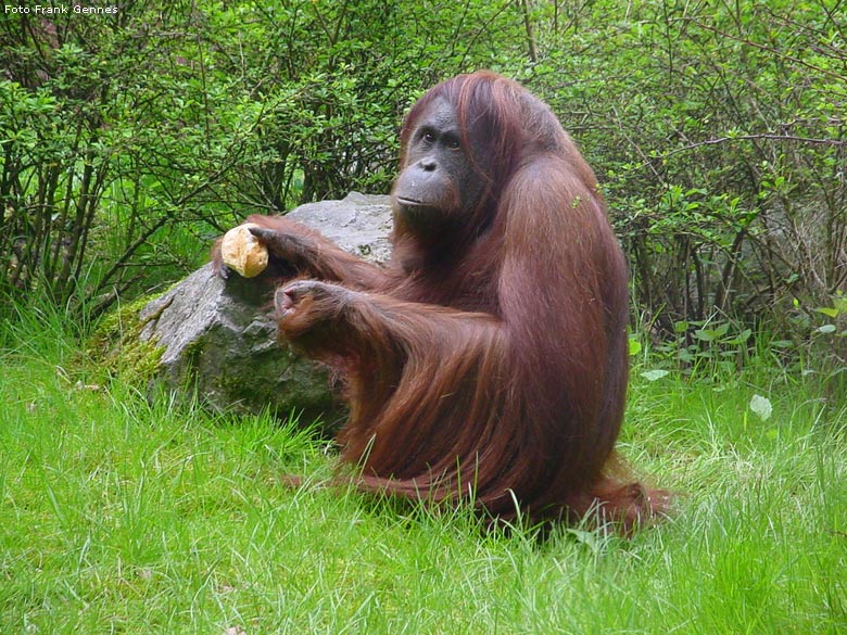 Orang-Utan im Zoologischen Garten Wuppertal im Mai 2008 (Foto Frank Gennes)