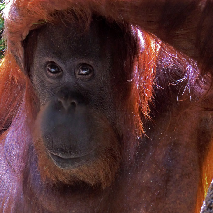 Orang-Utan Weibchen Cheemo im Wuppertaler Zoo im Juni 2014