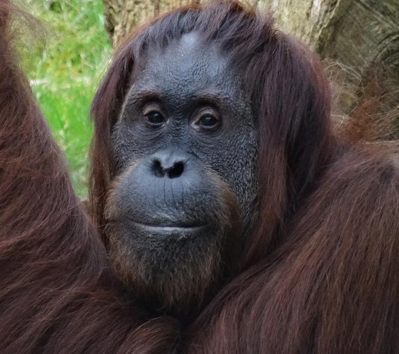 Orang-Utan am 2. April  2016 auf der Außenanlage im Zoologischen Garten der Stadt Wuppertal