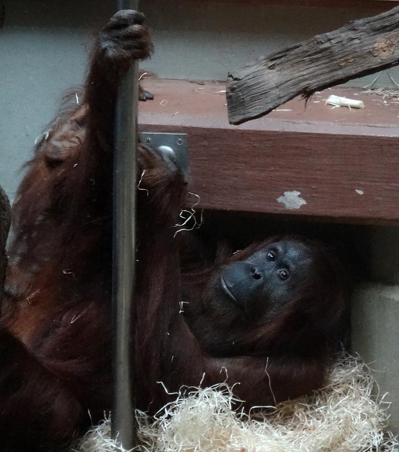 Orang-Utan Weibchen "Cheemo" am 9. Juli 2016 im Innengehege im Menschenaffenhaus im Zoologischen Garten der Stadt Wuppertal
