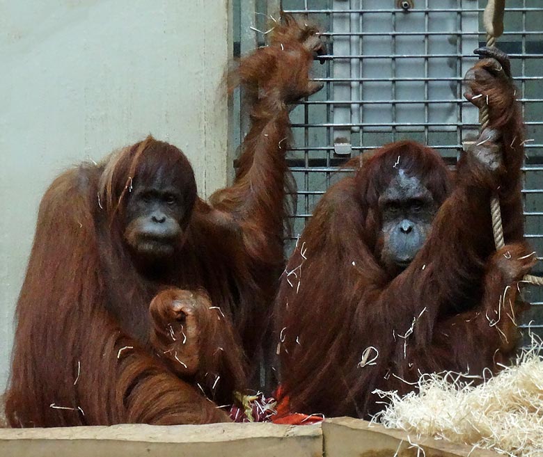 Orang-Utan Weibchen "Jakowina" und "Cheemo" am 9. Juli 2016 im Innengehege im Menschenaffenhaus im Wuppertaler Zoo