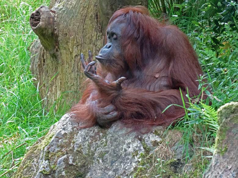 Orang-Utan Weibchen "Cheemo" am 17. Juli 2016 auf der Außenanlage im Grünen Zoo Wuppertal