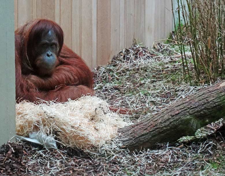 Orang-Utan Weibchen Jakowina während der Zeit der Operation am 20. August 2016 im Orang-Utan Innengehege im Menschenaffenhaus im Wuppertaler Zoo