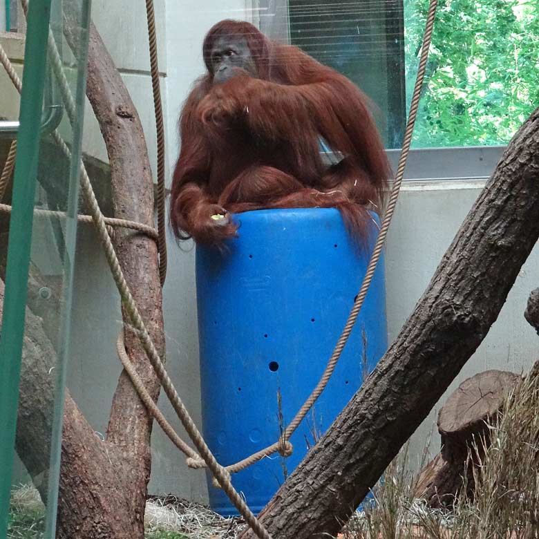 Orang-Utan Männchen Vedjar während der Zeit der Operation am 20. August 2016 im Orang-Utan Innengehege im Menschenaffenhaus im Zoologischen Garten Wuppertal