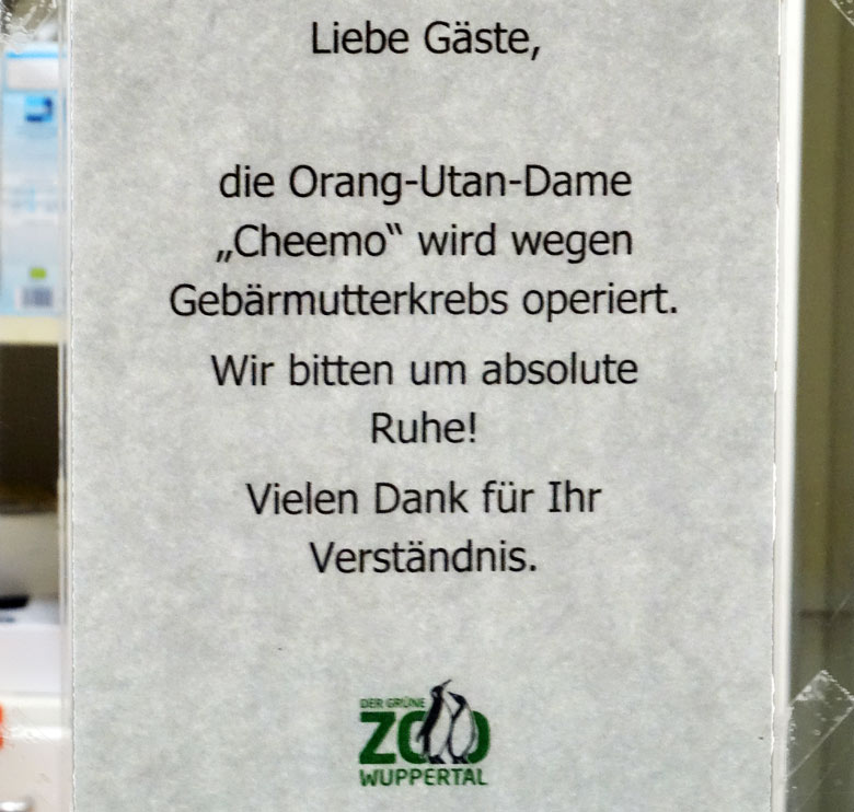 Aushang zur Operation der Orang-Utan-Dame "Cheemo" am 20. August 2016 im Grünen Zoo Wuppertal