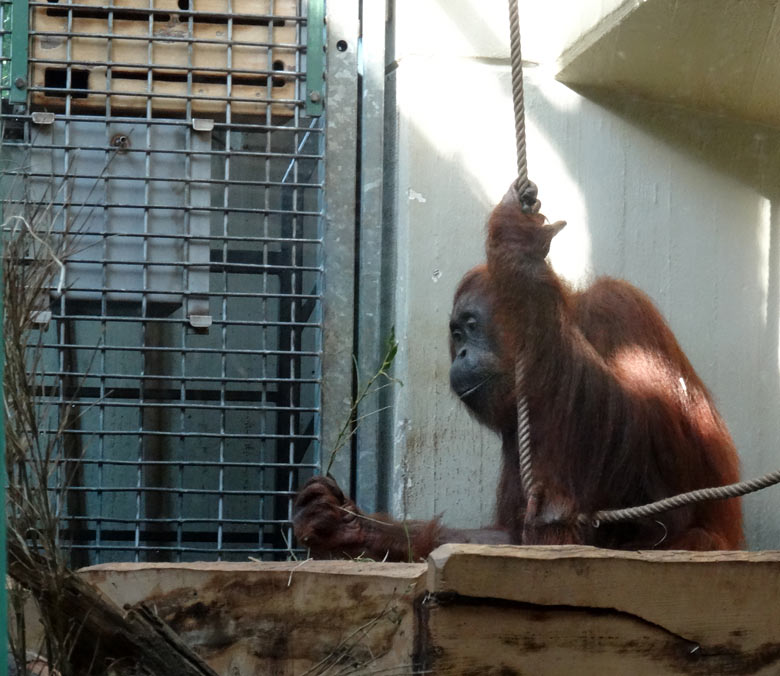 www.zoo-wuppertal.net - Orang-Utan Cheemo Operation