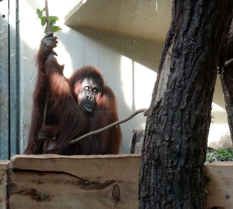 Orang-Utan Weibchen "Cheemo" am 26. August 2016 im Menschenaffenhaus im Wuppertaler Zoo