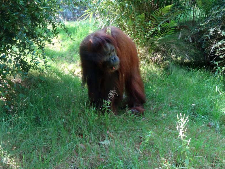 Orang-Utan Weibchen Cheemo am 28. August 2016 auf der Außenanlage im Zoo Wuppertal