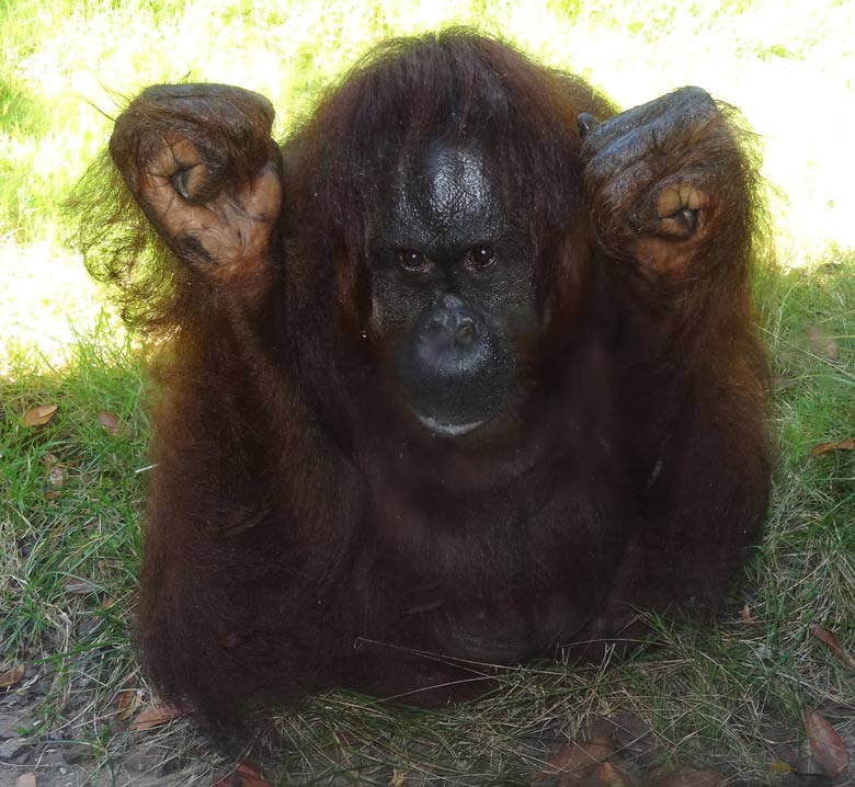 Orang-Utan Weibchen Cheemo am 28. August 2016 auf der Außenanlage im Zoologischen Garten der Stadt Wuppertal