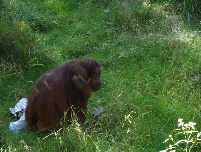 www.zoo-wuppertal.net - Orang-Utan Cheemo Operation