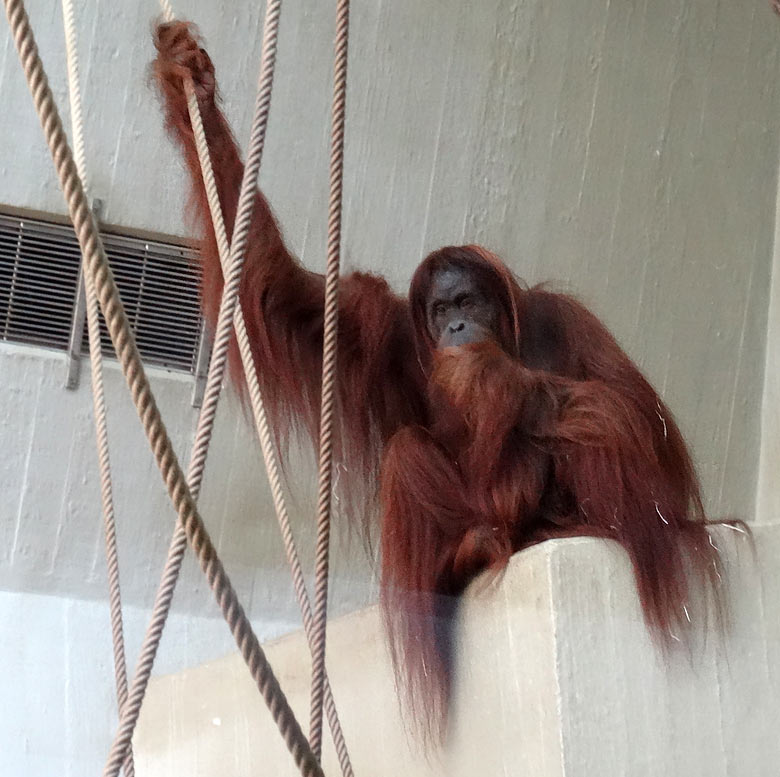 Orang-Utan Weibchen Jakowina am 28. August 2016 auf der Innenanlage im Menschenaffenhaus  im Grünen Zoo Wuppertal