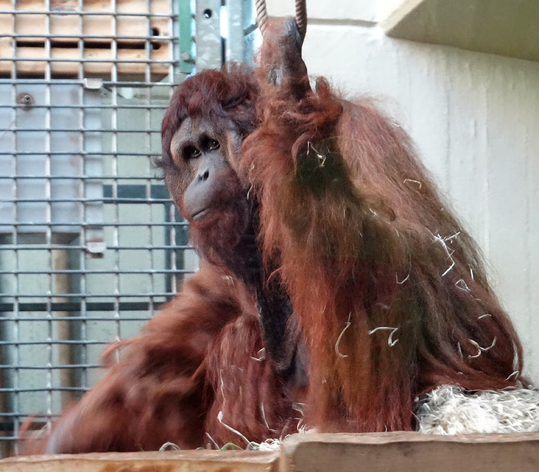 Orang-Utan Männchen Vedjar am 28. August 2016 auf der Innenanlage im Menschenaffenhaus im Wuppertaler Zoo
