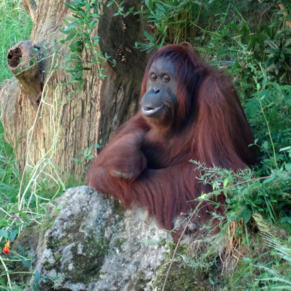 Orang-Utan Weibchen Cheemo im Wuppertaler Zoo am 30. August 2016