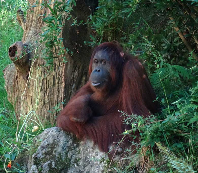 Orang-Utan Weibchen "Cheemo" am 30. August 2016 auf der Außenanlage der Orang-Utans im Grünen Zoo Wuppertal