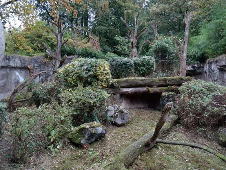 Blick durch die Scheibe der Beobachtungshütte auf die Außenanlage der Orang-Utans am 12. Oktober 2016 im Wuppertaler Zoo
