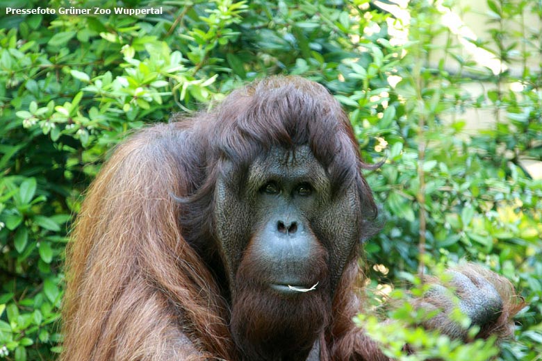 Pressefoto: Orang-Utan Männchen Vedjar am 31. Juli 2008 auf der Außenanlage im Grünen Zoo Wuppertal (Pressefoto Grüner Zoo Wuppertal)