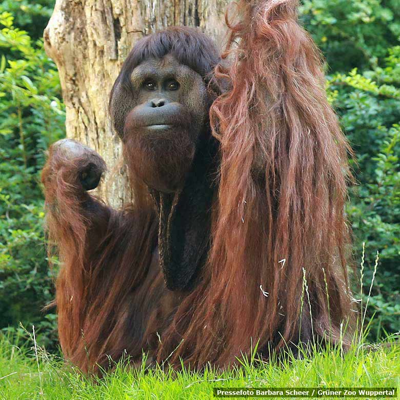 Pressefoto: Orang-Utan Männchen Vedjar am 16. August 2013 auf der Außenanlage im Zoologischen Garten Wuppertal (Pressefoto Barbara Scheer - Grüner Zoo Wuppertal)