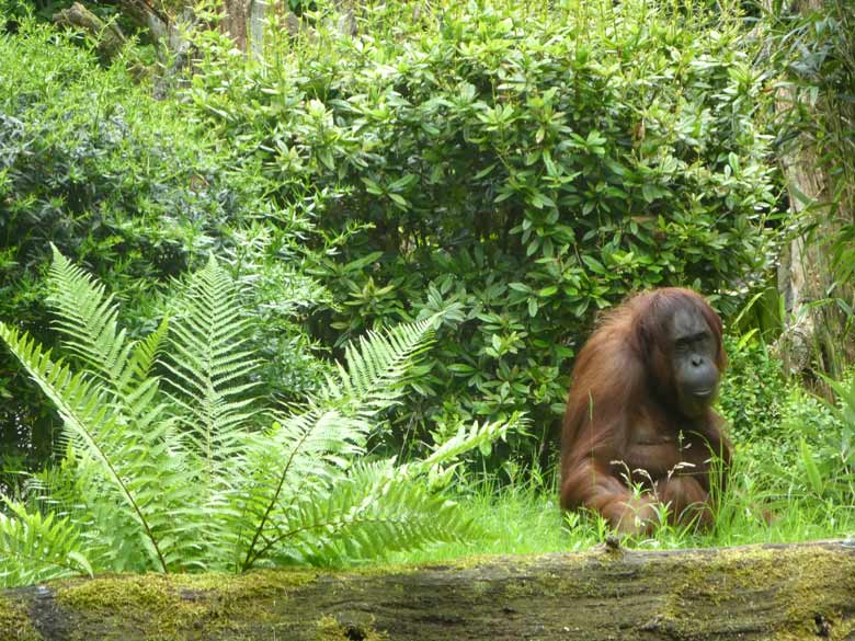 Orang-Utan-Weibchen CHEEMO am 4. Juni 2017 auf der Außenanlage im Zoo Wuppertal