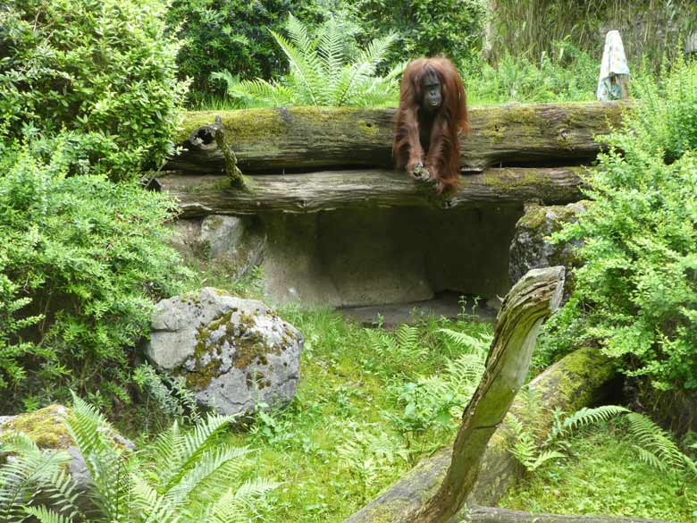 Orang-Utan-Weibchen CHEEMO am 4. Juni 2017 auf der Außenanlage im Wuppertaler Zoo