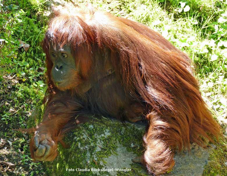 Orang-Utan Weibchen CHEEMO am 5. Mai 2018 auf der Außenanlage im Grünen Zoo Wuppertal (Foto Claudia Böckstiegel-Wengler)