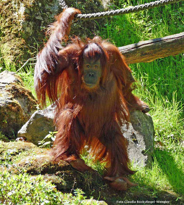 Orang-Utan Weibchen CHEEMO am 5. Mai 2018 auf der Außenanlage im Grünen Zoo Wuppertal (Foto Claudia Böckstiegel-Wengler)