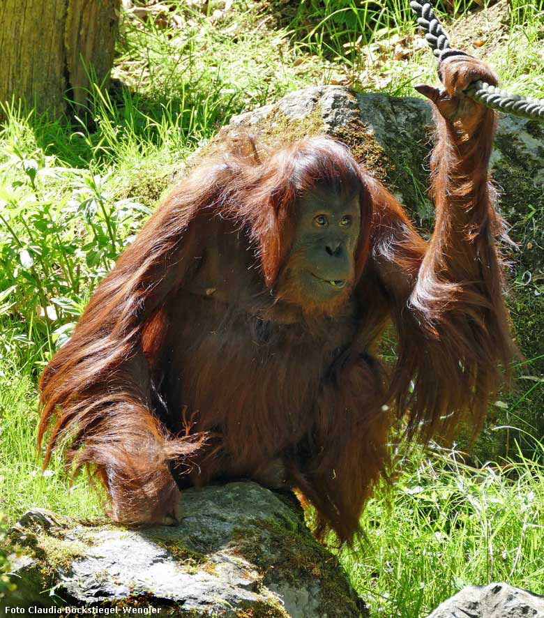 Orang-Utan Weibchen CHEEMO am 5. Mai 2018 auf der Außenanlage im Grünen Zoo Wuppertal (Foto Claudia Böckstiegel-Wengler)