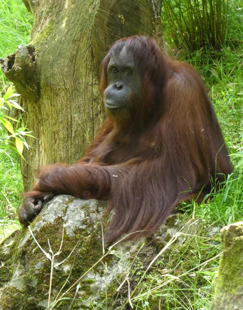 Orang-Utan Weibchen CHEEMO am 31. Mai 2018 auf der Außenanlage im Zoo Wuppertal