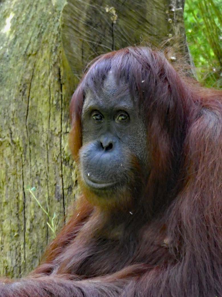 Orang-Utan Weibchen CHEEMO am 31. Mai 2018 auf der Außenanlage im Wuppertaler Zoo