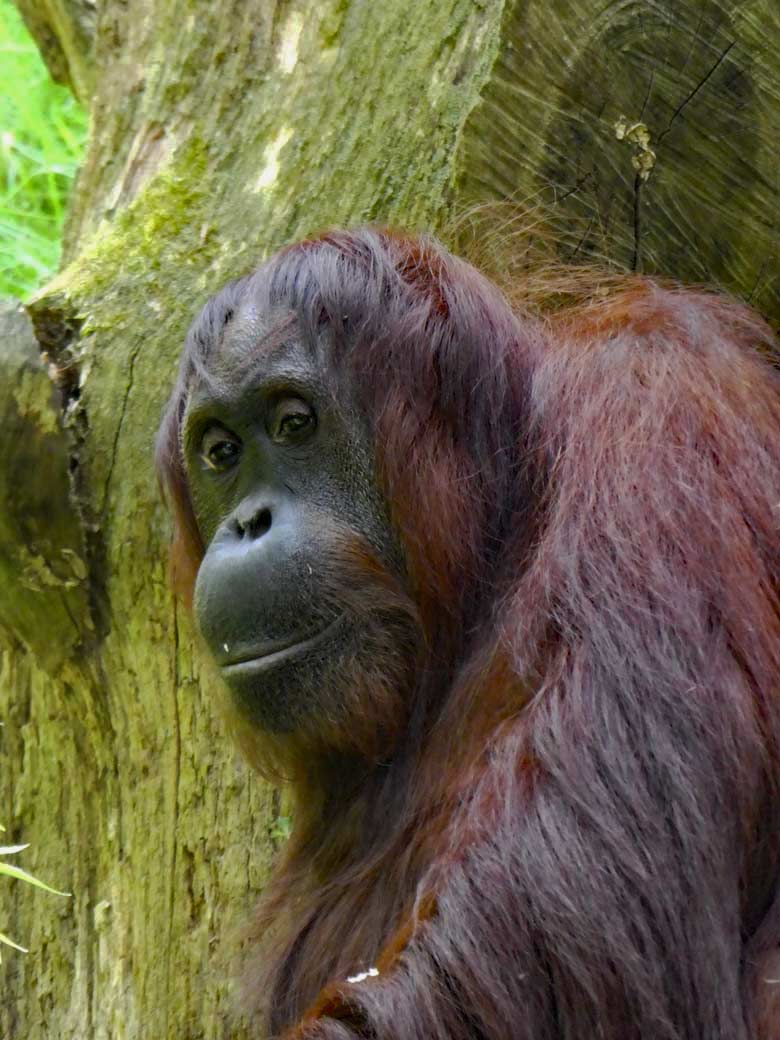 Orang-Utan Weibchen CHEEMO am 31. Mai 2018 auf der Außenanlage im Zoologischen Garten der Stadt Wuppertal