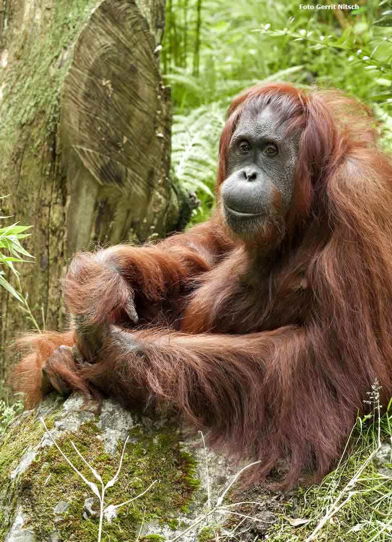 Orang-Utan Weibchen CHEEMO am 3. Juni 2018 im Grünen Zoo Wuppertal (Foto Gerrit Nitsch)