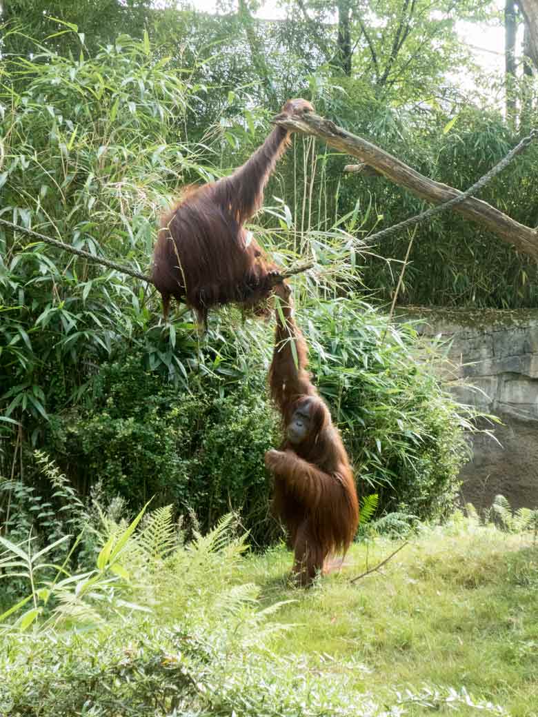 Orang-Utan Weibchen CHEEMO auf dem Seil und JAKOWINA am Boden am 29. Juli 2018 auf der Außenanlage am Menschenaffenhaus im Grünen Zoo Wuppertal