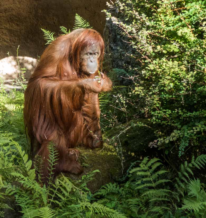 Orang-Utan Weibchen JAKOWINA am 29. Juli 2018 auf der Außenanlage am Menschenaffenhaus im Zoologischen Garten der Stadt Wuppertal