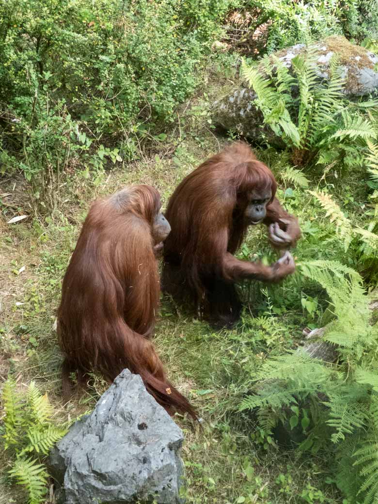 Orang-Utan Weibchen JAKOWINA und CHEEMO am 29. Juli 2018 auf der Außenanlage am Menschenaffenhaus im Grünen Zoo Wuppertal