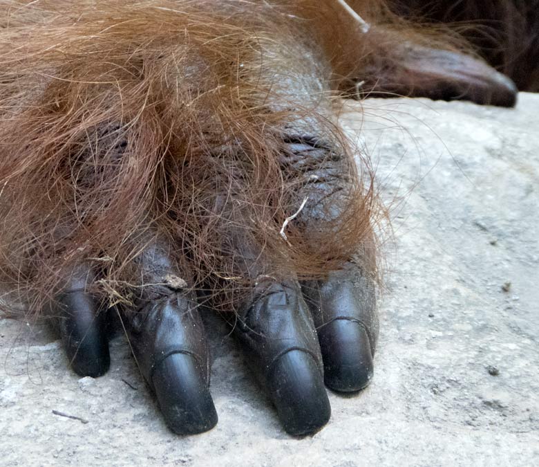 Rechte Hand des Orang-Utan Weibchens CHEEMO am 29. Juli 2018 an der Scheibe der Außenanlage am Menschenaffenhaus im Wuppertaler Zoo