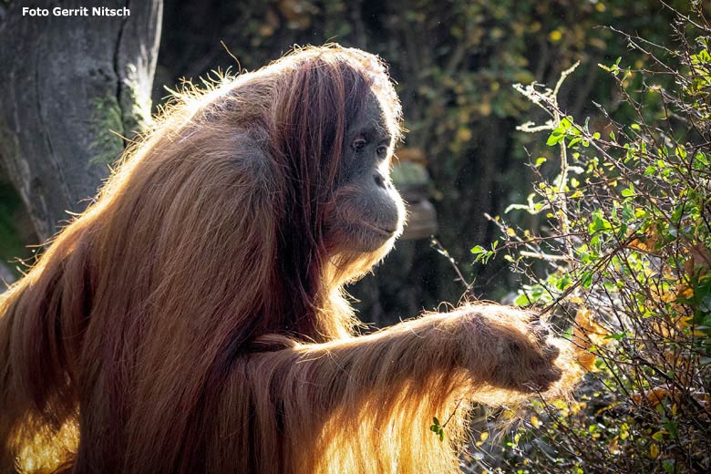 Orang-Utan Weibchen CHEEMO am 17. Oktober 2018 auf der Außenanlage im Grünen Zoo Wuppertal (Foto Gerrit Nitsch)