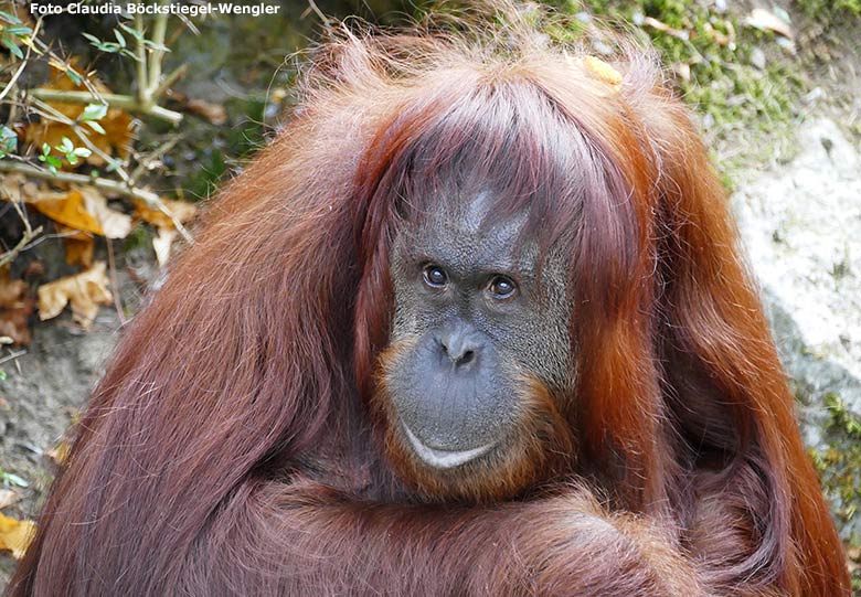 Orang-Utan Weibchen CHEEMO am 20. Oktober 2018 auf der Außenanlage am Menschenaffenhaus im Grünen Zoo Wuppertal (Foto Claudia Böckstiegel-Wengler)