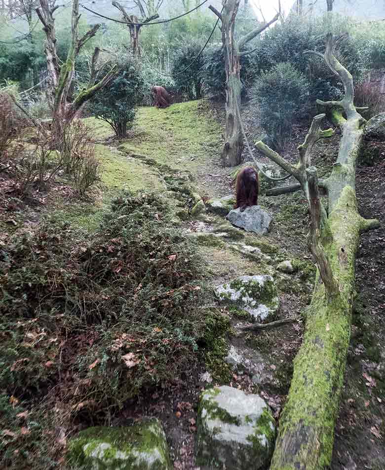 Orang-Utan Weibchen CHEEMO und JAKOWINA am 28. Dezember 2018 auf der Außenanlage am Menschenaffenhaus im Grünen Zoo Wuppertal