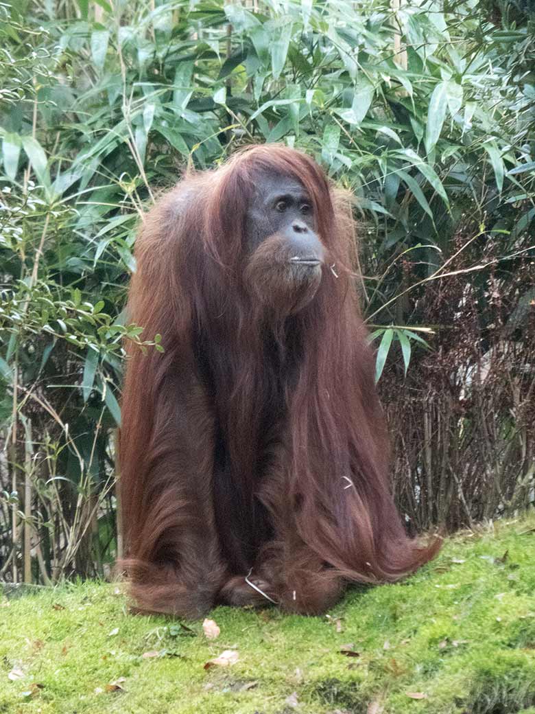 Orang-Utan Weibchen JAKOWINA am 28. Dezember 2018 auf der Außenanlage am Menschenaffenhaus im Zoo Wuppertal