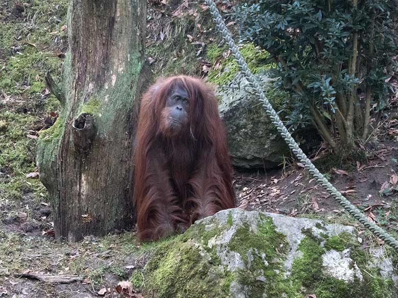 Orang-Utan Weibchen JAKOWINA am 28. Dezember 2018 auf der Außenanlage am Menschenaffenhaus im Grünen Zoo Wuppertal