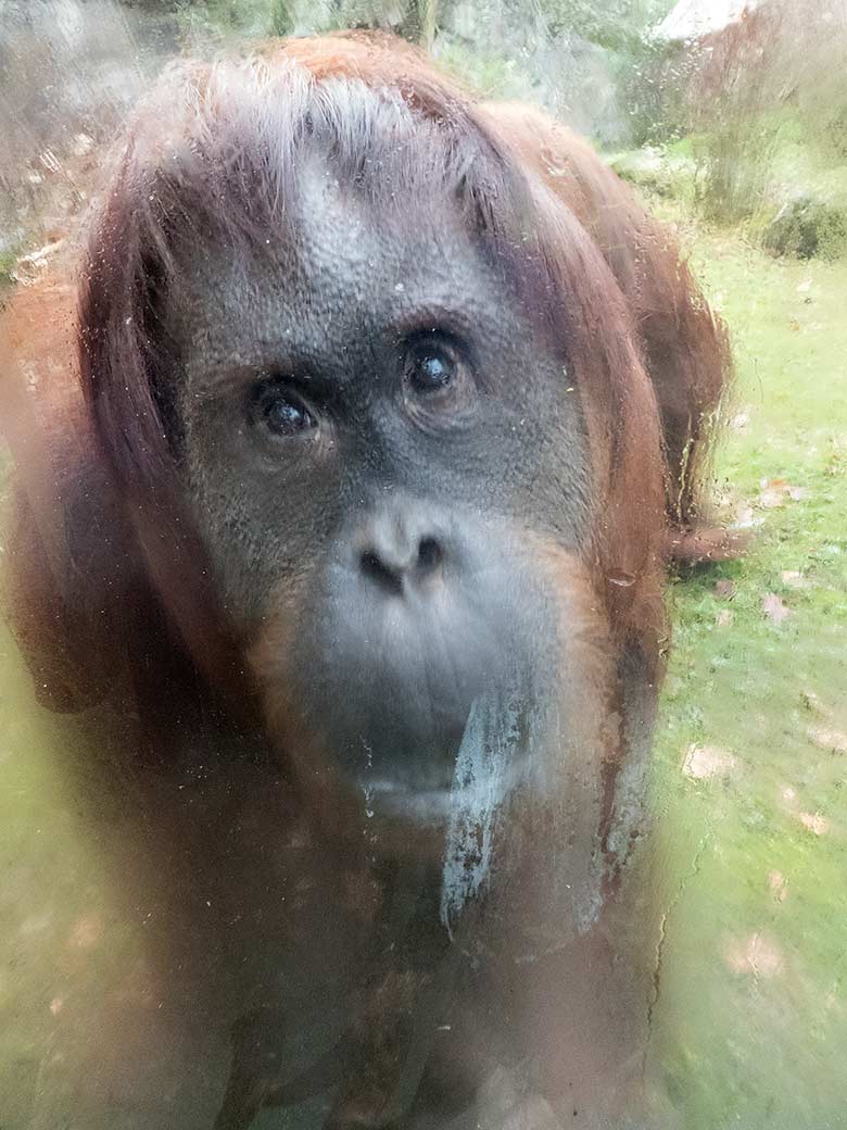 Orang-Utan Weibchen CHEEMO am 28. Dezember 2018 auf der Außenanlage am Menschenaffenhaus im Zoologischen Garten der Stadt Wuppertal direkt hinter der Glasscheibe bei der Begrüßung eines Stammbesuchers