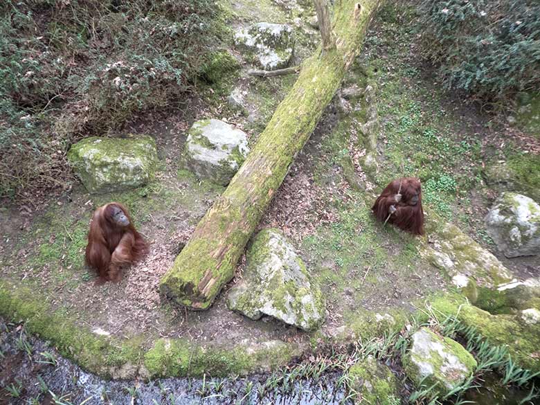 Orang-Utan Weibchen JAKOWINA und CHEEMO am 23. März 2019 auf der Außenanlage am Menschenaffen-Haus im Wuppertaler Zoo