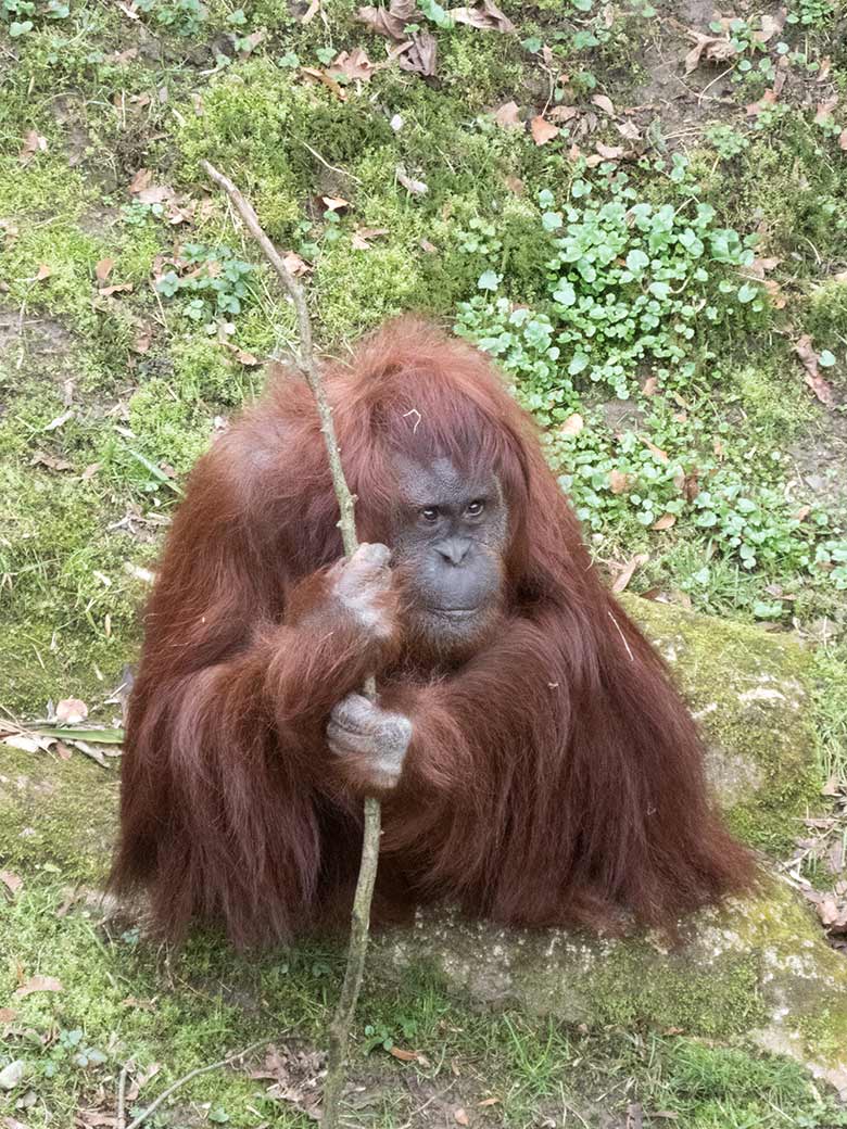 Orang-Utan Weibchen CHEEMO am 23. März 2019 auf der Außenanlage am Menschenaffen-Haus im Grünen Zoo Wuppertal
