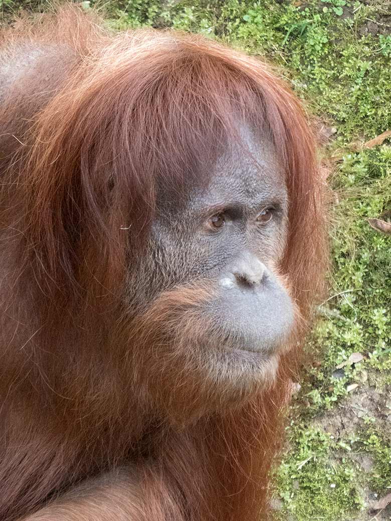 Orang-Utan Weibchen JAKOWINA am 23. März 2019 auf der Außenanlage am Menschenaffen-Haus im Grünen Zoo Wuppertal