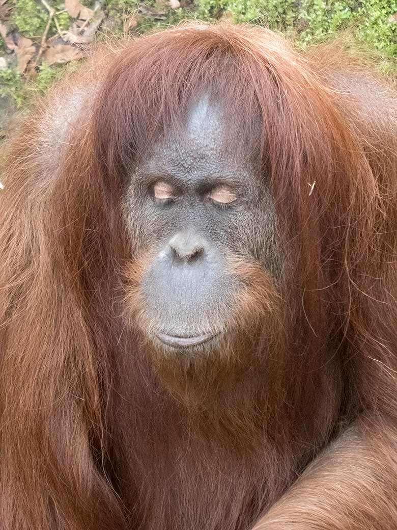 Orang-Utan Weibchen JAKOWINA am 23. März 2019 auf der Außenanlage am Menschenaffen-Haus im Zoologischen Garten Wuppertal