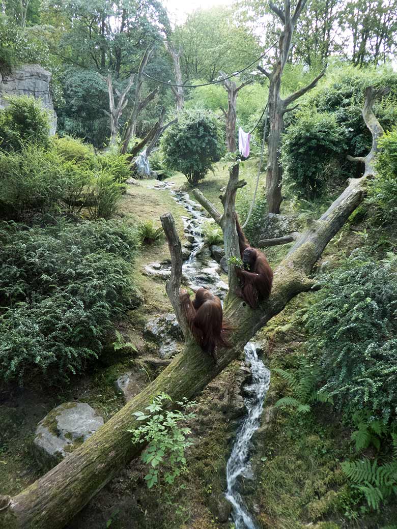 Orang-Utan Weibchen JAKOWINA und CHEEMO am 1. August 2019 auf der Außenanlage im Grünen Zoo Wuppertal