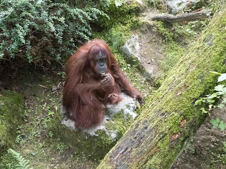 Orang-Utan Weibchen CHEEMO am 3. August 2019 auf der Außenanlage im Wuppertaler Zoo