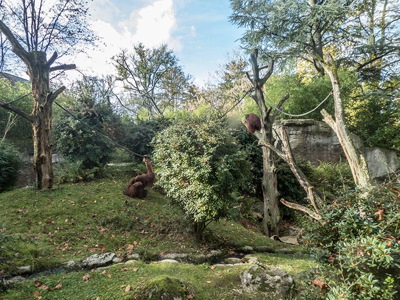 Orang-Utan Weibchen JAKOWINA (auf dem Boden) und Orang-Utan Weibchen CHEEMO (auf dem Baum) am 25. Oktober 2019 auf der Außenanlage im Grünen Zoo Wuppertal